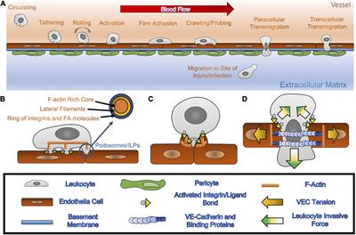 Elucidating the Biomechanics of Leukocyte Transendothelial Migration by Quantitative Imaging